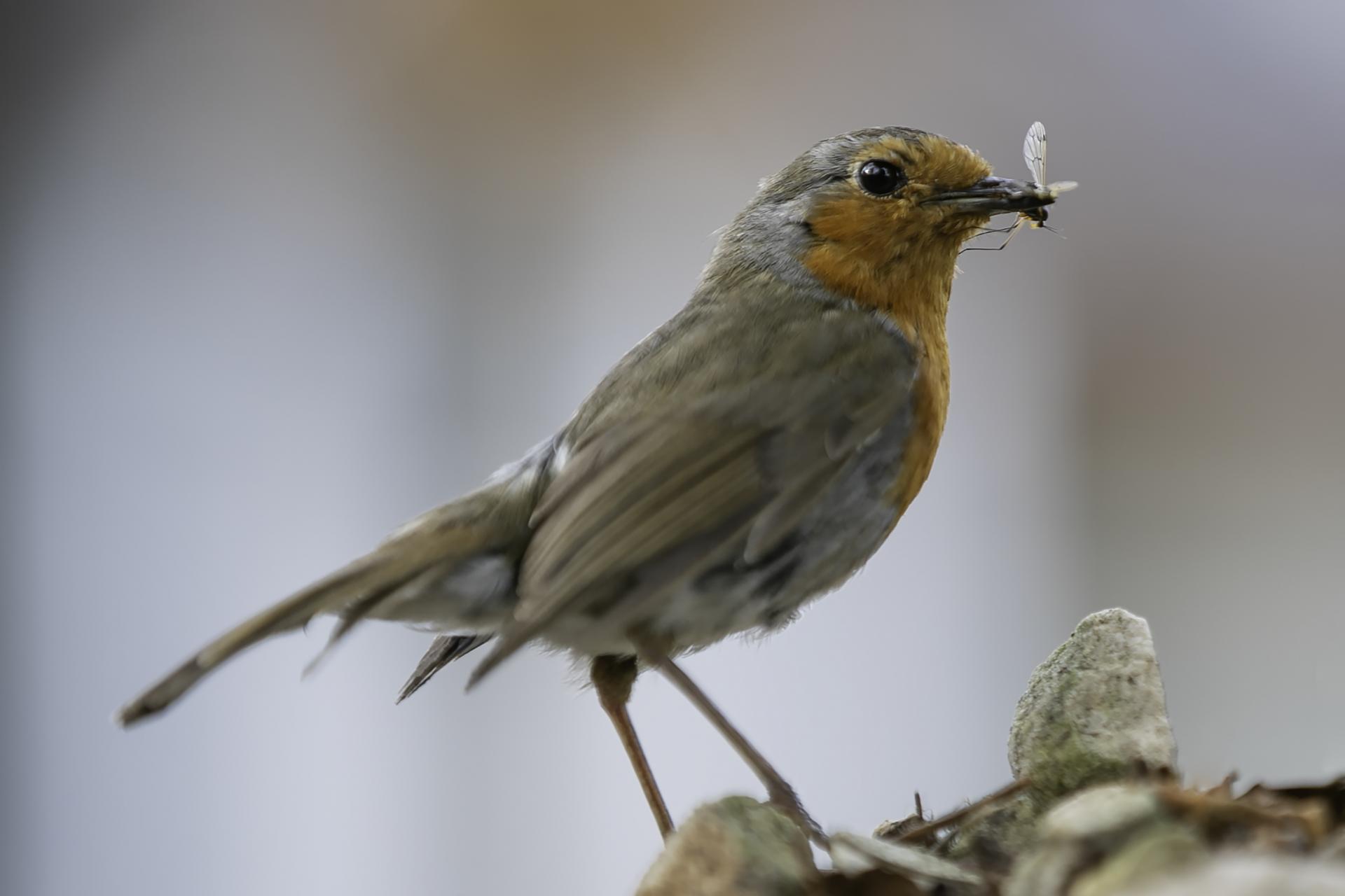 A Robin