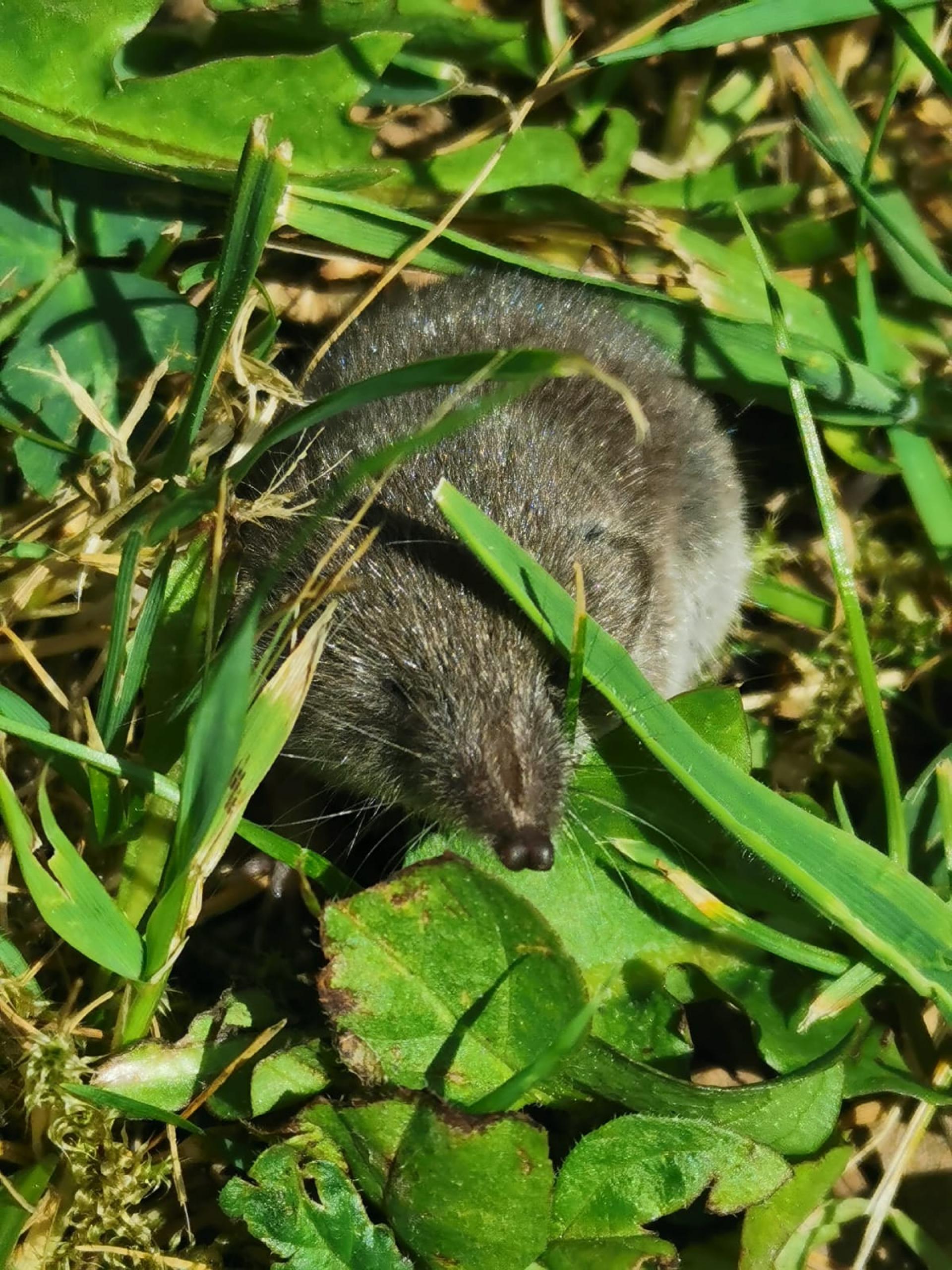 Pygmy Shrew