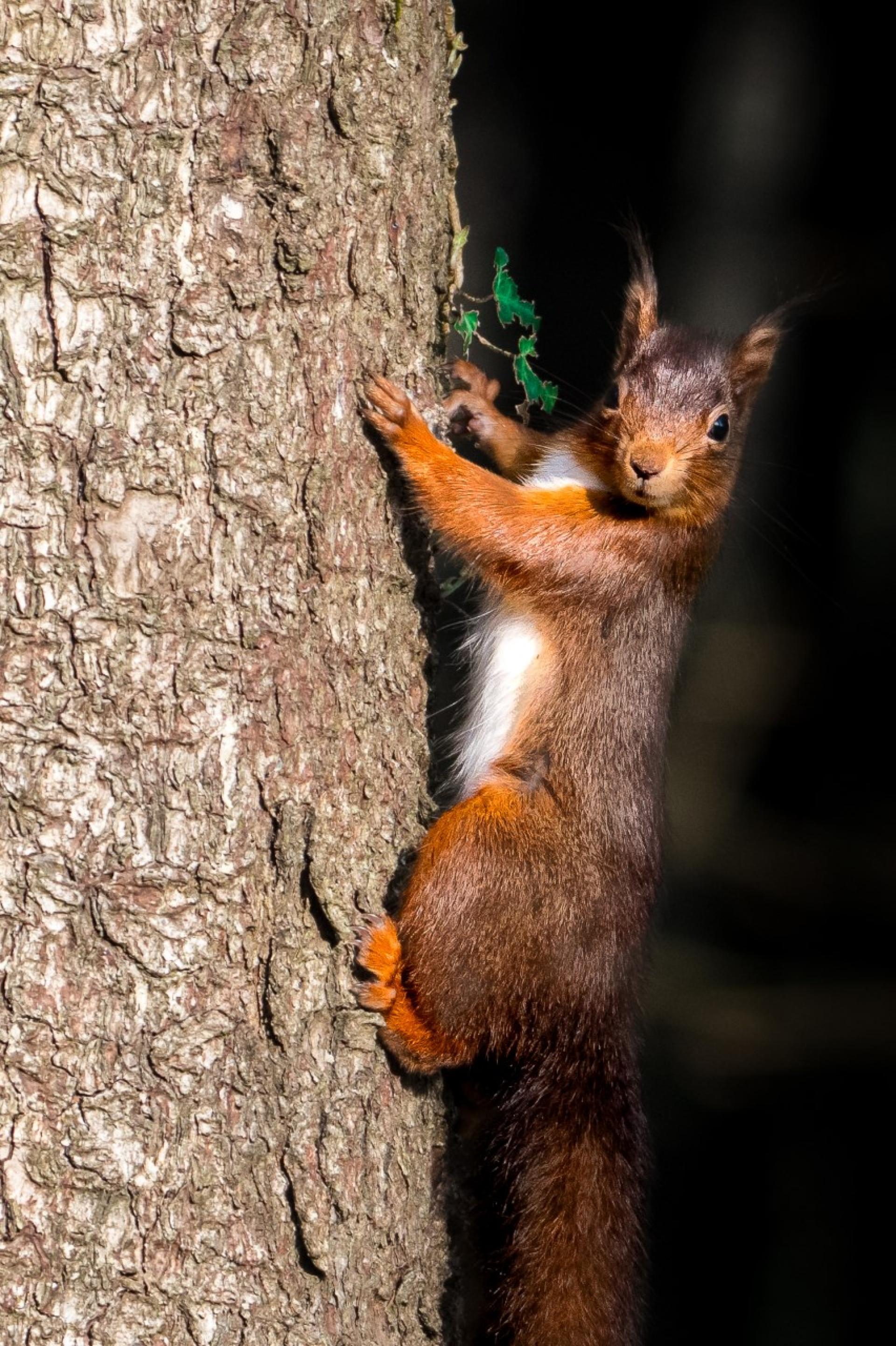 Red Squirrel