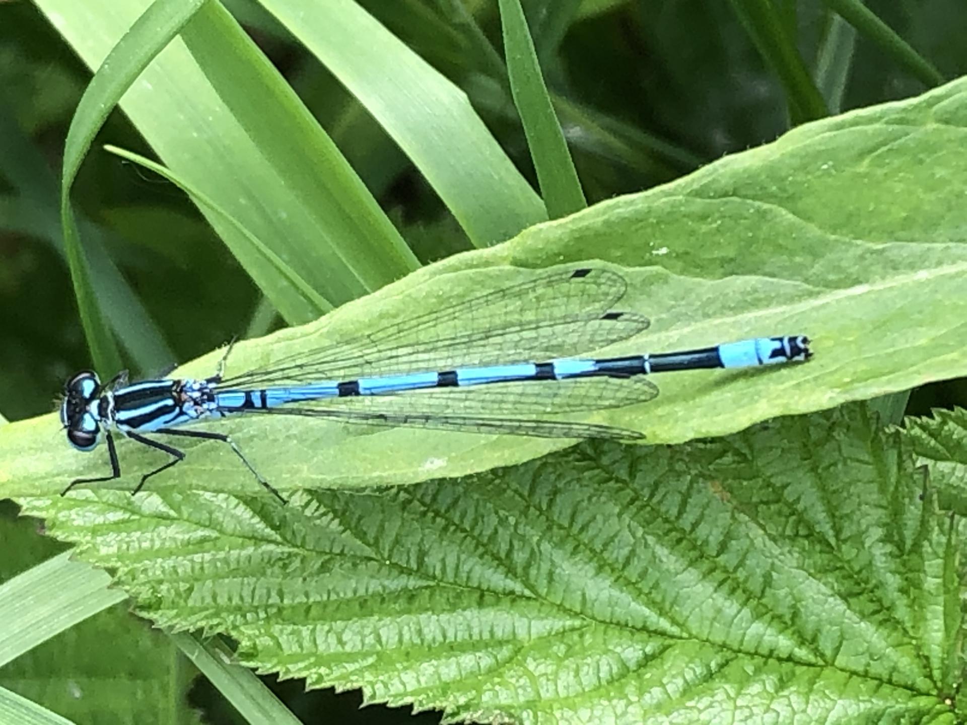 Azure Damesfly