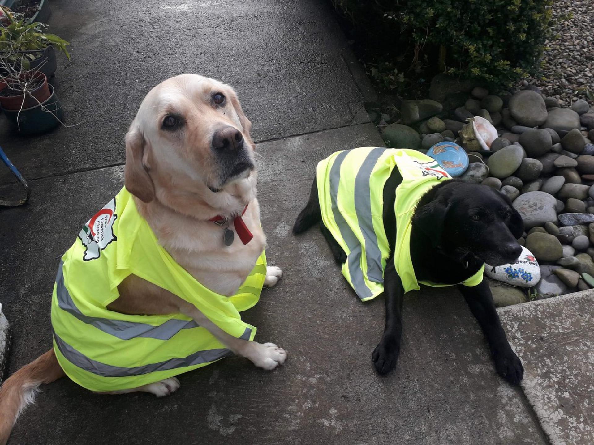 Two dogs at the clean up on the Old Mill Road